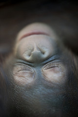 Orangutan newborn baby sleeping (1 months) - Pongo pygmaeus