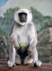 langure hannunan - Semnopithecus entellus (10 years old)