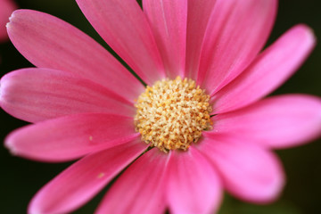 Obraz premium delicatezza