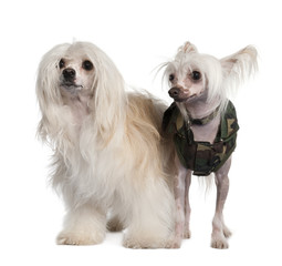 couple of a Chinese Crested Dog  Hairless and powderpuff