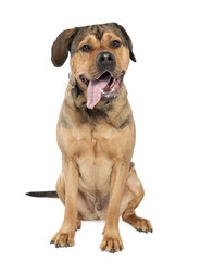 Fototapeta premium Mixed-Breed Dog between a rottweiler and a amstaff (2 years old)