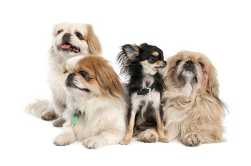 groupe of 3 Pekingeses and a chihuahua