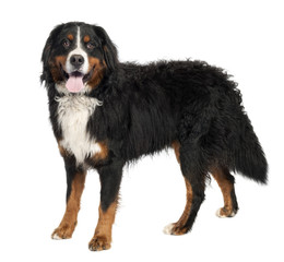 Bernese mountain dog (10 months old)