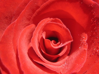 Rose with water drops