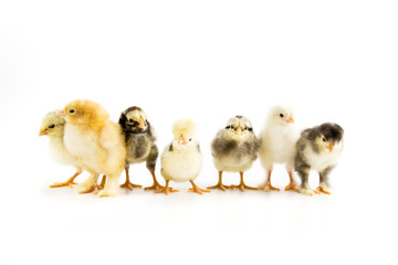 A group of chicks