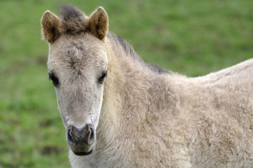 Poulain Konik Polski © Capnord