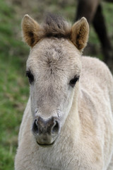 Fototapeta premium Poulain Konik Polski