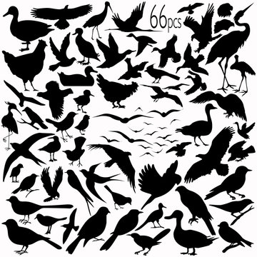 66 pieces of vectoral bird silhouettes.
