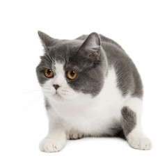 Obraz premium British Shorthair (3 years)