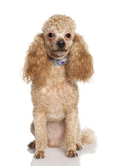 Poodle (1 years old)