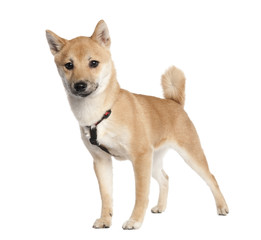 shiba inu puppy (4 months old)