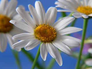 Daisies