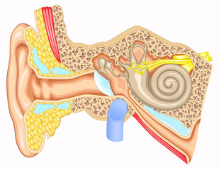 Ear anatomy - Cross section view