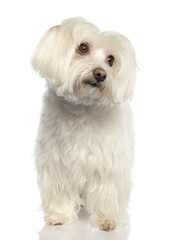 maltese dog