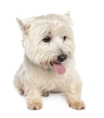 West Highland White Terrier (10 years)