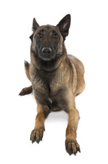 Belgian Tervuren (5 years old)