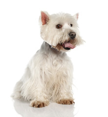 West Highland White Terrier (5 years old)