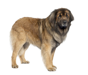 Leonberger (3 years old)