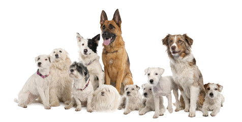 group of dog : german shepherd, border collie, Parson Russell
