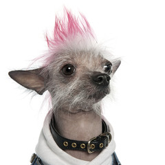 Chinese Crested Dog - Hairless (2 years old)