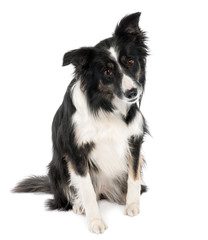 Fototapeta premium Border Collie (5 years old)