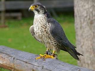 Der Düsenjäger der Falken