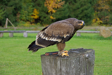 Im Reich des Steppenadler