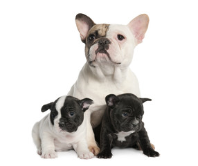 Mother French Bulldog and her puppies (1 year old and 8 weeks ol