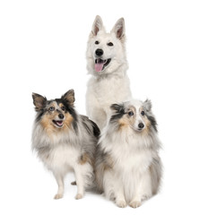 group of a White Shepherd Dog and two shelties