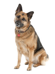 german shepherd (5 years old) / alsatian, police dog