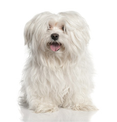 maltese dog