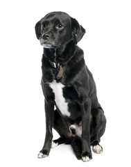 Bastard (3 years old)