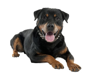 Fototapeta premium rottweiler (12 months)