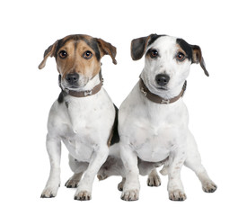 couple of two Jack russells (2 and 3 years old)