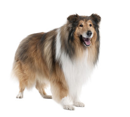 Collie (4 years old)