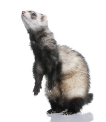 ferret - Mustela putorius furo (1 year old)