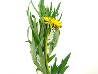 clover dandelion wormwood bouquet 4