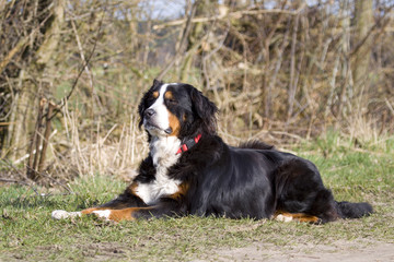 Berner Sennenhund