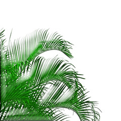 palmes vertes translucides sur fond blanc