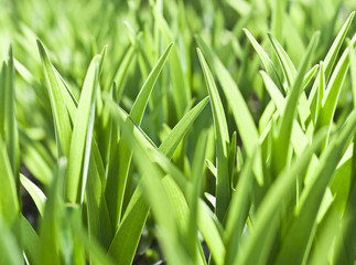 Green grass on bright days