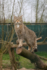 wild european cat on top of a tree