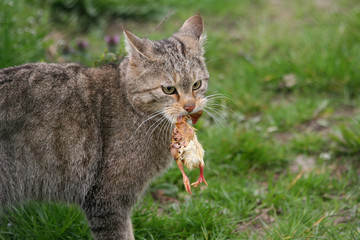 wild european cat catching a little chicken
