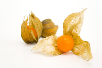 Physalis