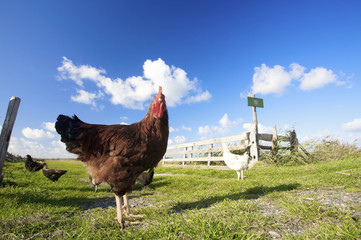 chickens on a farm in summer with green grass - 13283701
