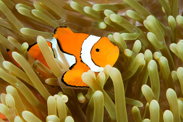 Clown Anemonefish