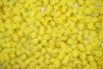 Texture de fleur de Mimosa
