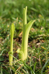 Obraz premium Lilientriebe