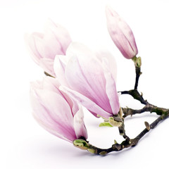 Naklejka premium magnolia flowers