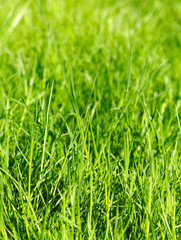 grass background
