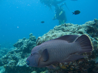 Fototapeta premium bigfish